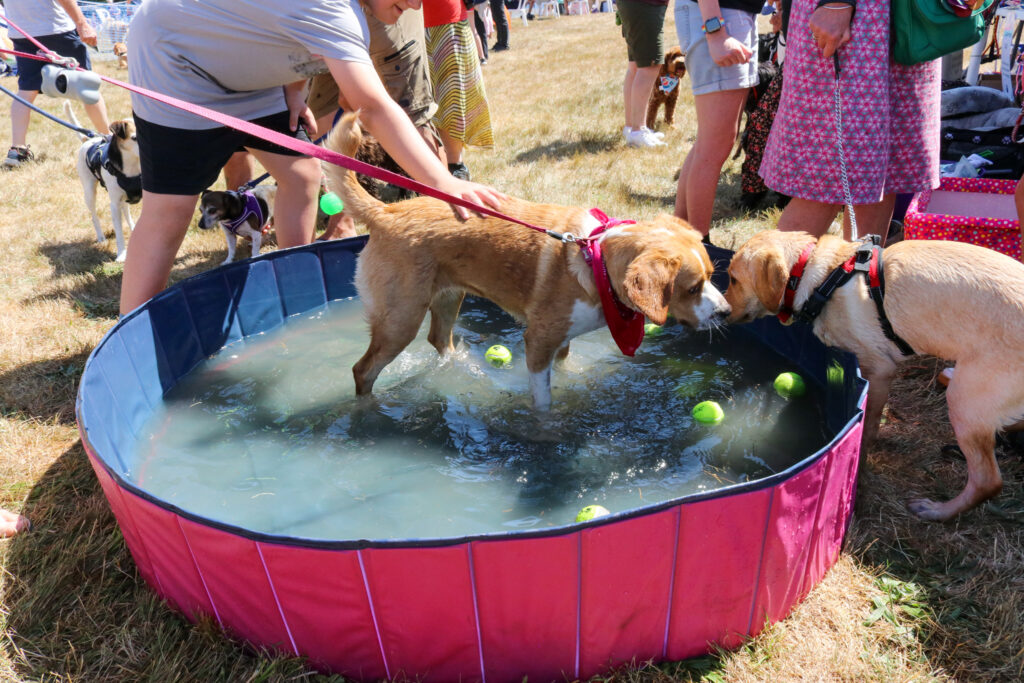 Dog ball pool at Margaret Green dog show