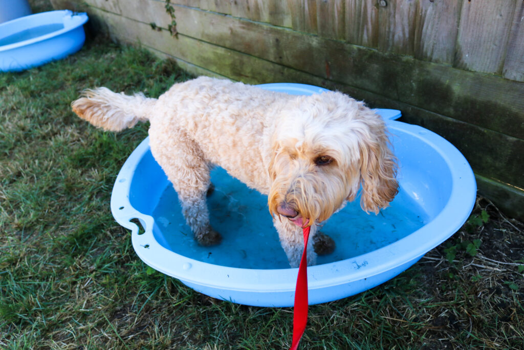 Cockapoo dog in a blue paddling pool