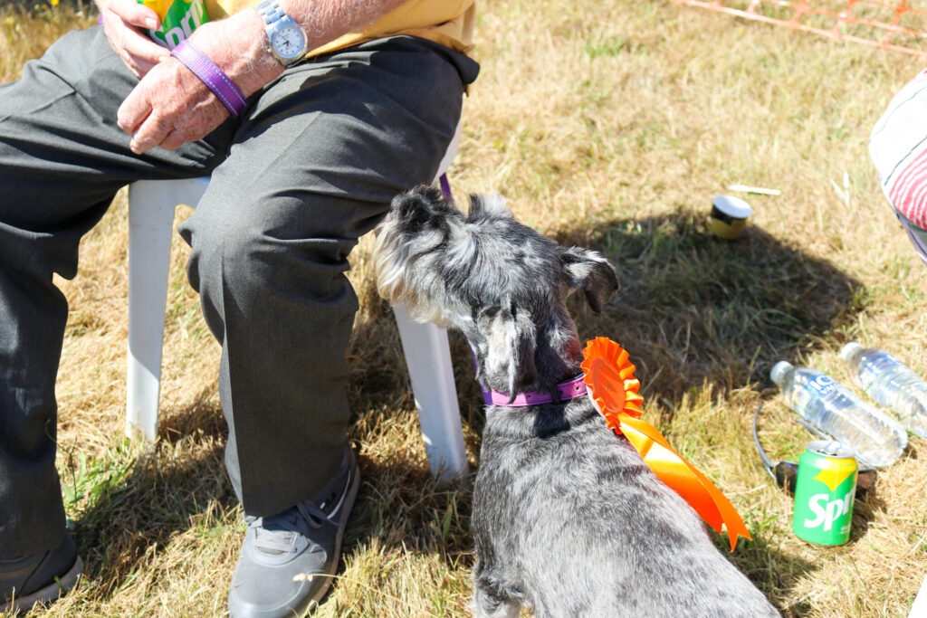 Dog with orange rosette at Margaret Green dog show