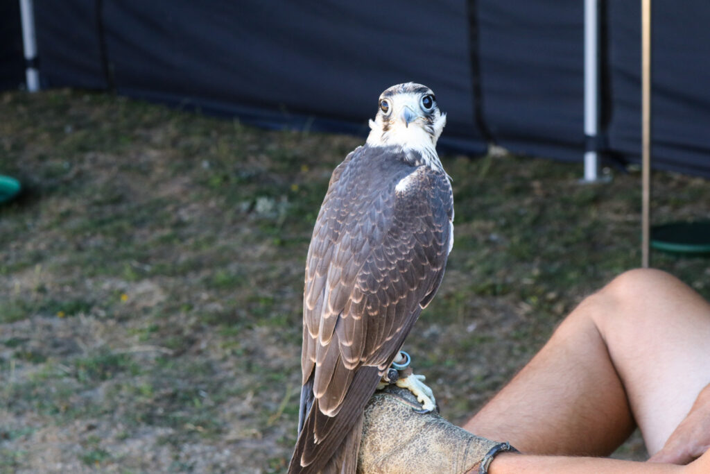 Falcon at Margaret Green Country Dog Show