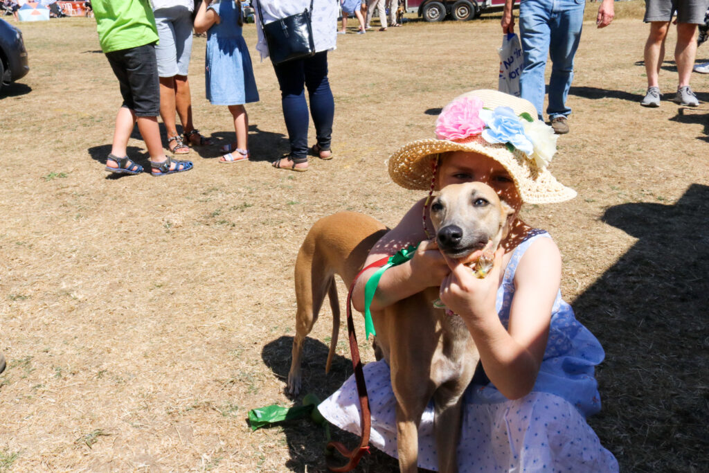 Whippet with rosette at the Country Dog Show in Dorset