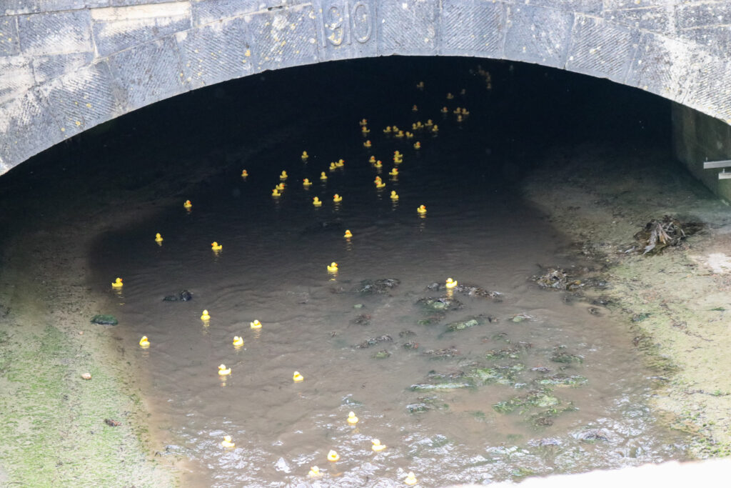 Rubber ducks under the bridge