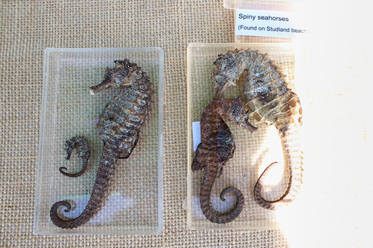 Spiny seahorses found on Studland Beach