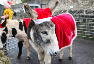 Donkey in a Christmas costume