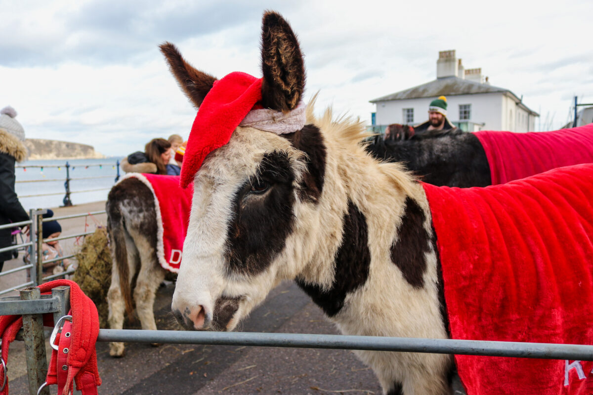 Festive donkey on Swanage Pier