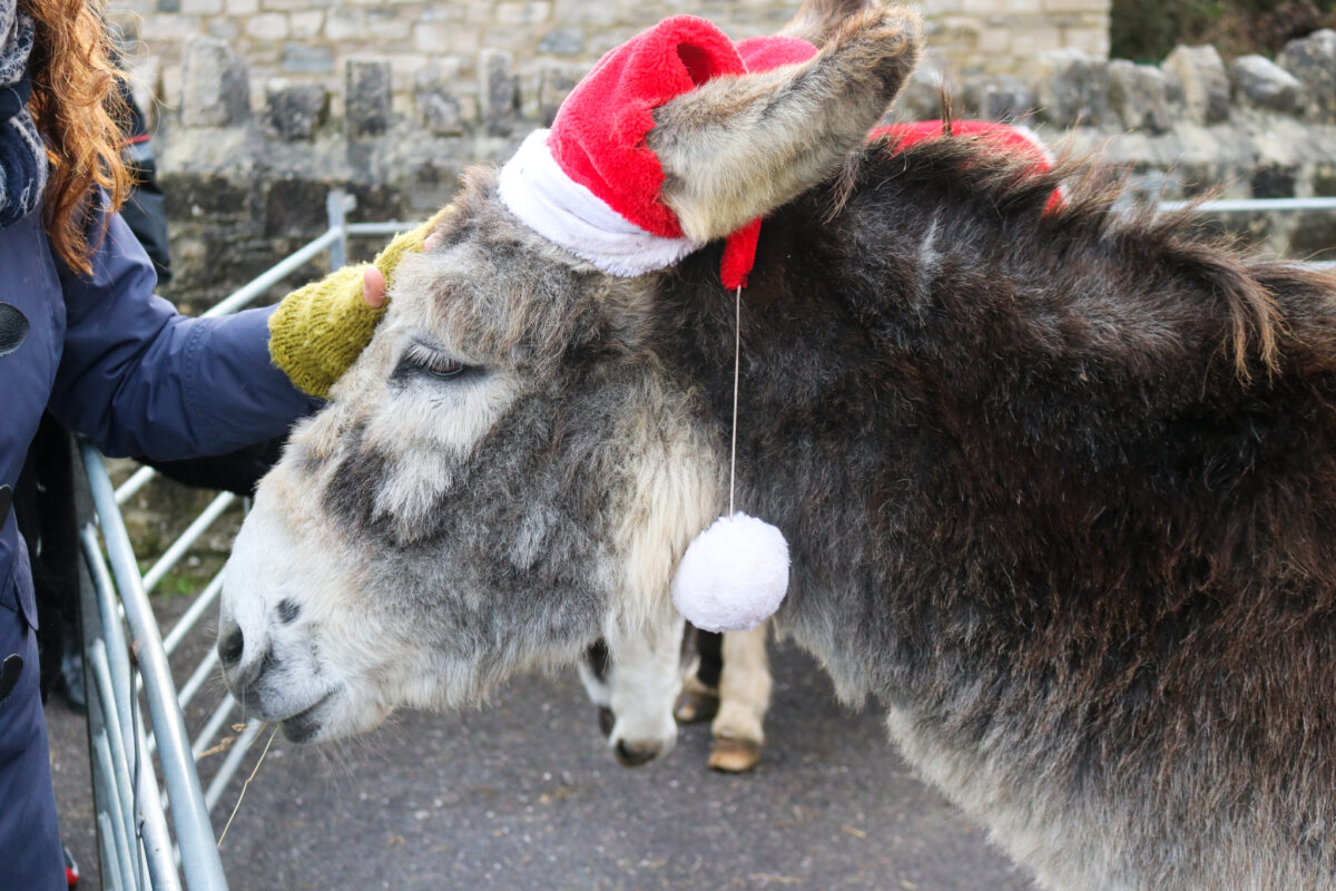 Donkey in a Christmas hat