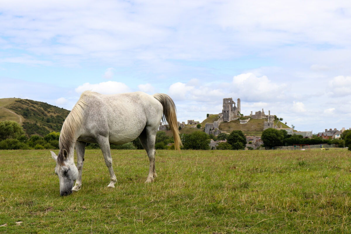 Horse on Corfe Common