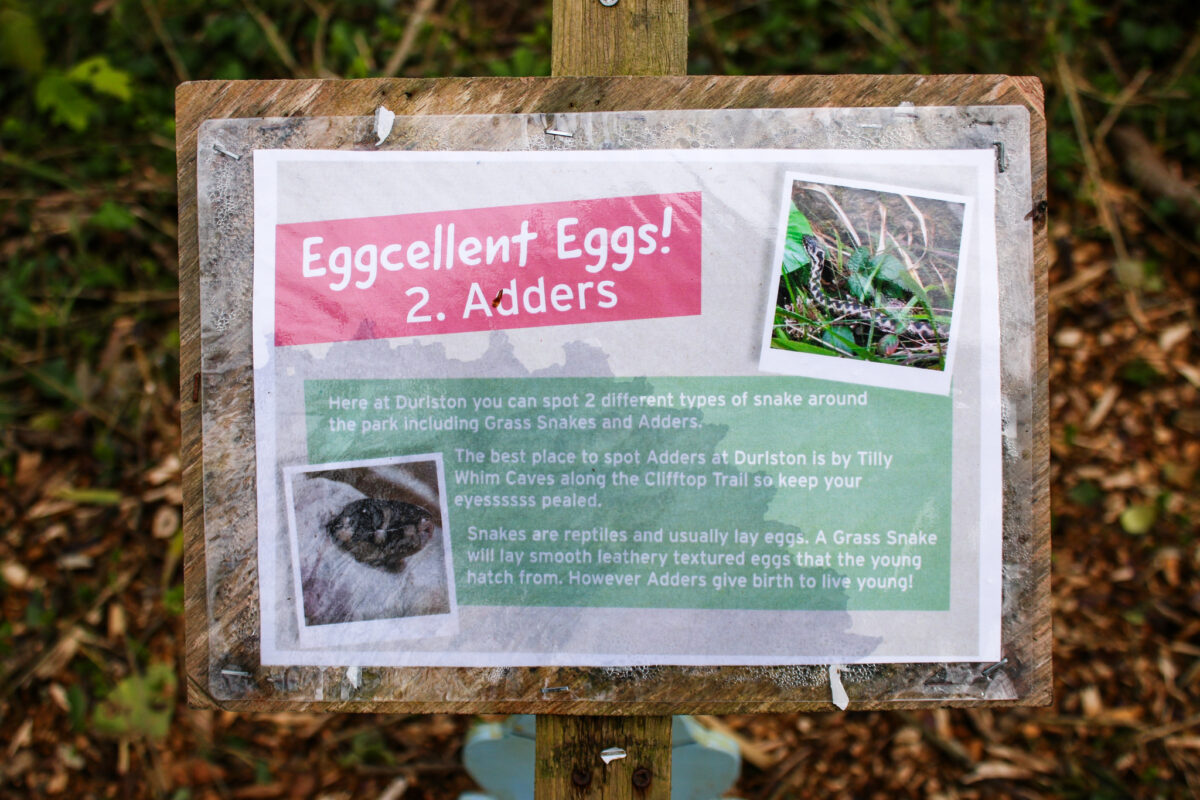 Durlston Eggcellect eggs trail